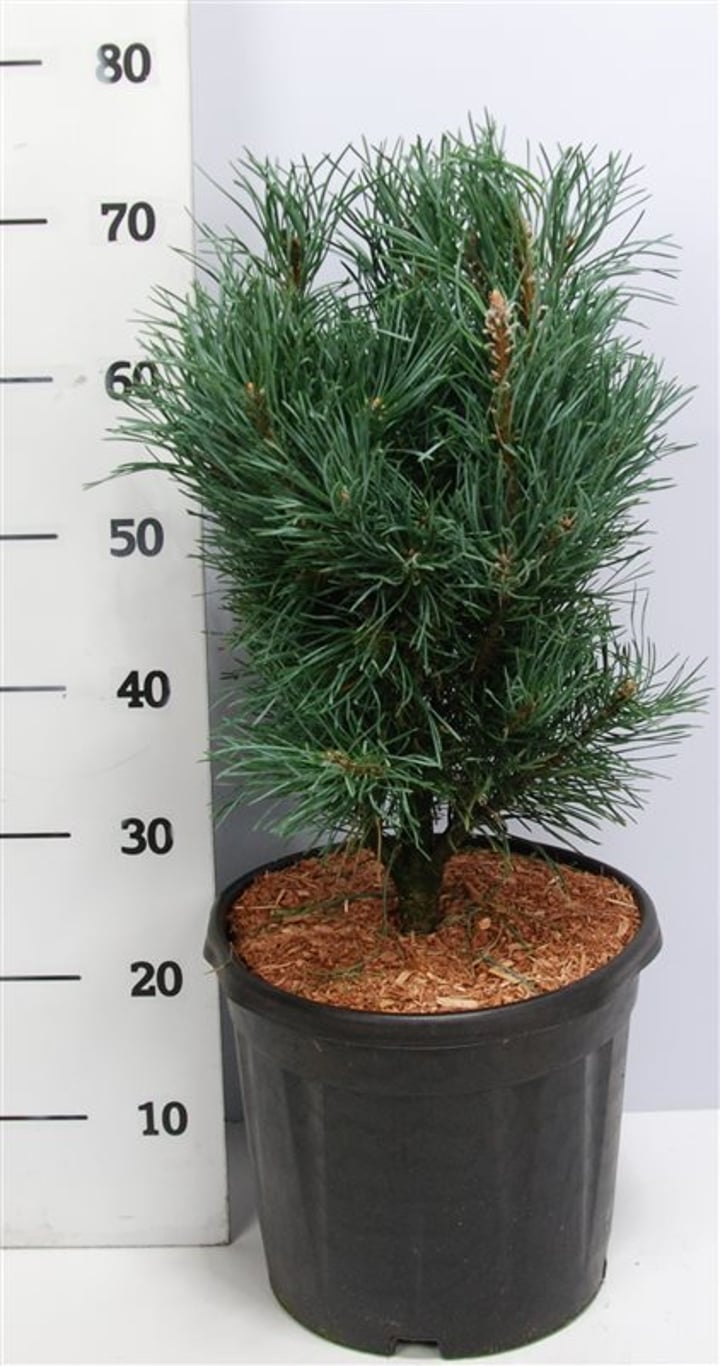 Pinus sylv. 'Fastigiata' - C12 50-60 CM